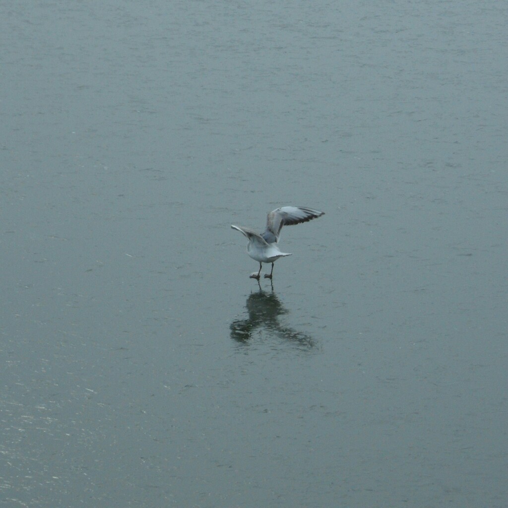 Möwe auf Eisfläche