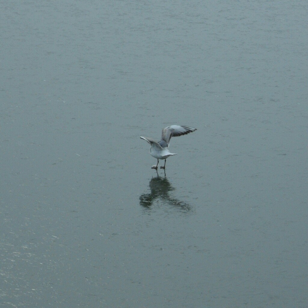 Möwe auf Eisfläche